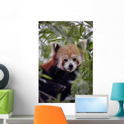 Endangered Red Panda Wall Decal Design 2 shown on a wall