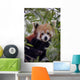 Endangered Red Panda Wall Decal Design 2