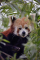 Endangered Red Panda Wall Decal Design 2
