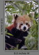 Endangered Red Panda Wall Decal Design 2