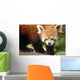 Endangered Red Panda Wall Decal Design 1