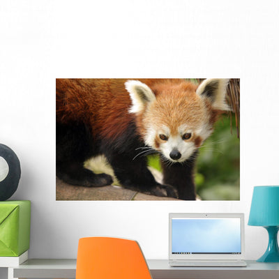 Endangered Red Panda Wall Decal Design 1 shown on a wall