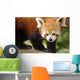 Endangered Red Panda Wall Decal Design 1