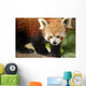 Endangered Red Panda Wall Decal Design 1