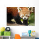 Endangered Red Panda Wall Decal Design 1