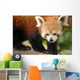 Endangered Red Panda Wall Decal Design 1
