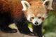 Endangered Red Panda Wall Decal Design 1
