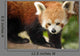 Endangered Red Panda Wall Decal Design 1