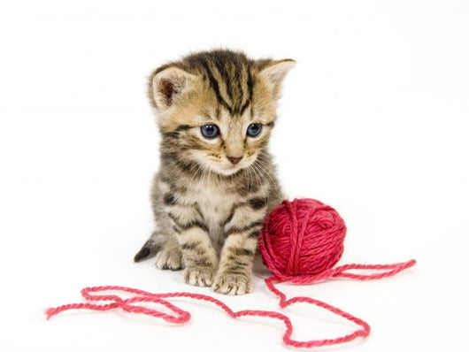 Kitten with Red Ball Wall Decal