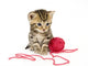 Kitten with Red Ball Wall Decal