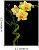 Blooming Yellow Orchid and Wall Decal