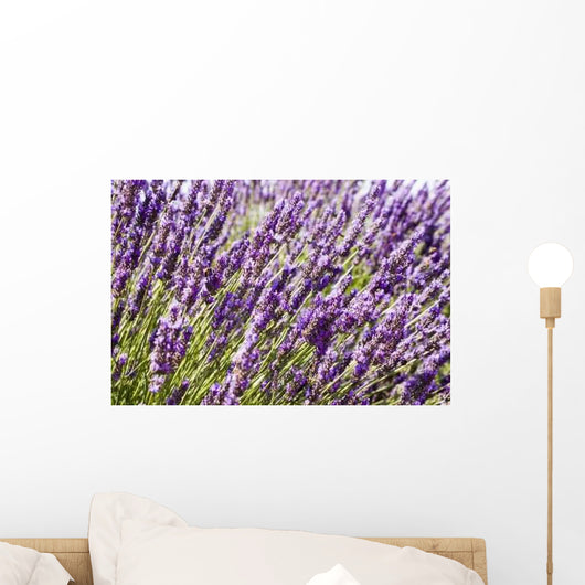 Lavender Wall Decal Design 1
