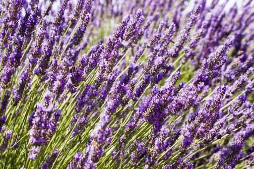 Lavender Wall Decal Design 1