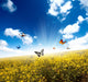 Yellow Field with Butterfly Wall Decal