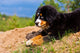 Bernese Mountain Dog Wall Decal