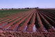 Irrigation Wall Decal