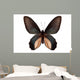 Black Butterfly Atrophaneura Dixoni Wall Decal