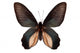 Black Butterfly Atrophaneura Dixoni Wall Decal