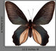 Black Butterfly Atrophaneura Dixoni Wall Decal