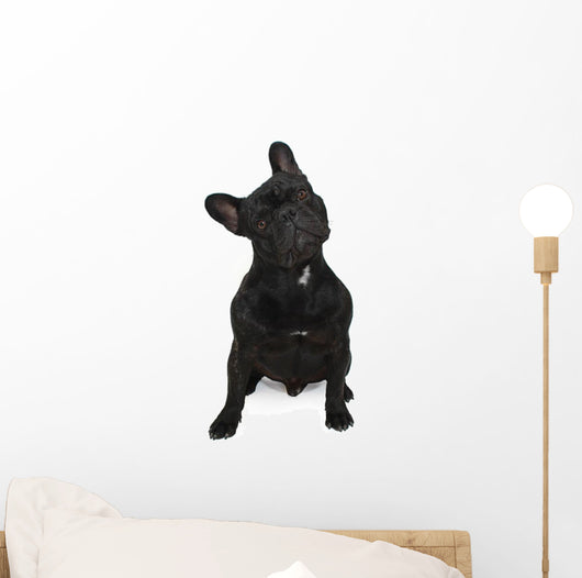 Dog Surprised Wall Decal