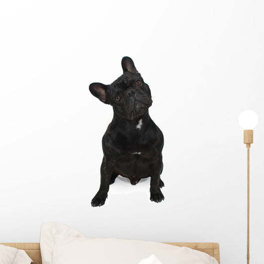 Dog Surprised Wall Decal