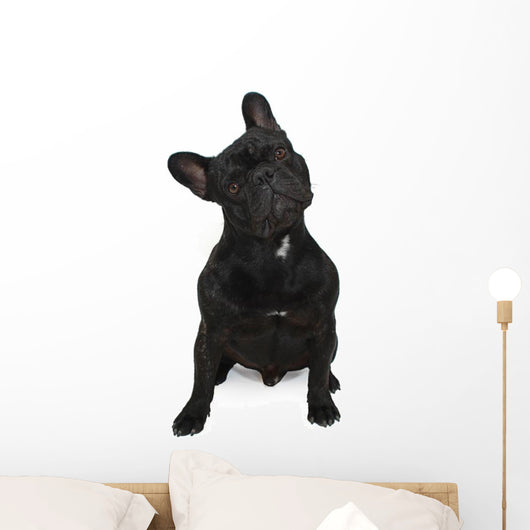 Dog Surprised Wall Decal