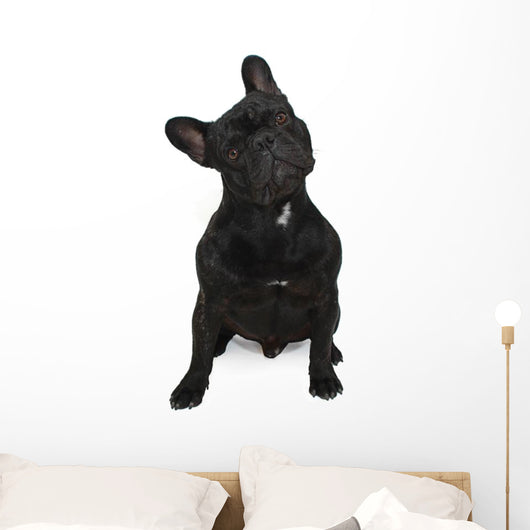 Dog Surprised Wall Decal