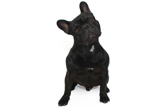 Dog Surprised Wall Decal