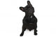 Dog Surprised Wall Decal