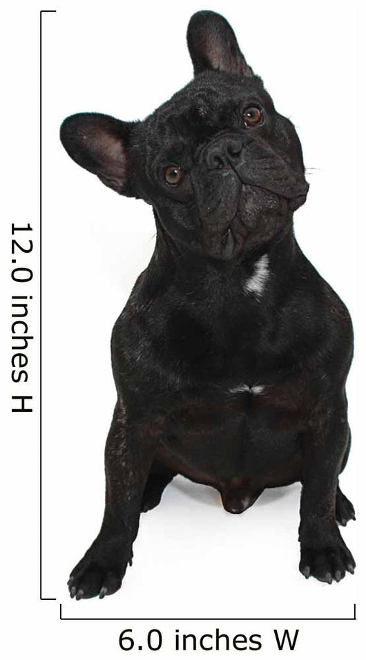 Dog Surprised Wall Decal