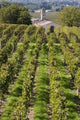 Dans La Vigne Wall Decal