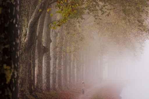Brume Sur Le Canal Wall Decal