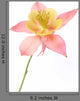 Pink and Yellow Columbine Wall Decal