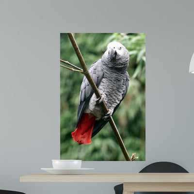 African Grey Wall Decal shown on a wall