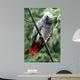 African Grey Wall Decal