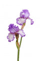 Stem Purple Iris Flowers Wall Decal