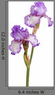 Stem Purple Iris Flowers Wall Decal