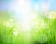 Nature Background Vector Illustration Wall Decal