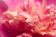 Peony Macro Wall Decal