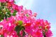 Bougainvillea  Wall Decal