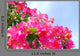 Bougainvillea  Wall Decal
