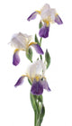 Iris Wall Decal