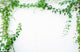 Green Leaves Frame Similar Wall Decal