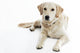 Golden Retriever Wall Decal