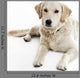 Golden Retriever Wall Decal