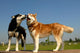 Huskys Amoureux Wall Decal