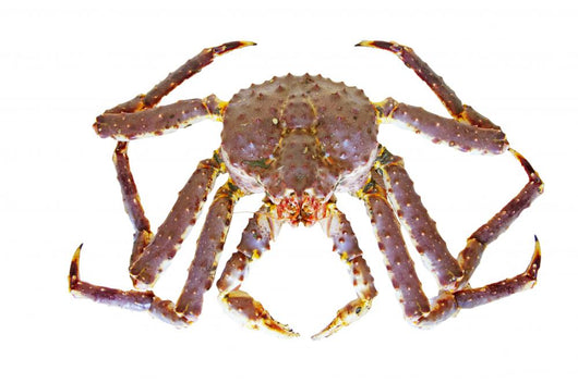 King Crab Wall Decal