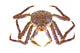 King Crab Wall Decal