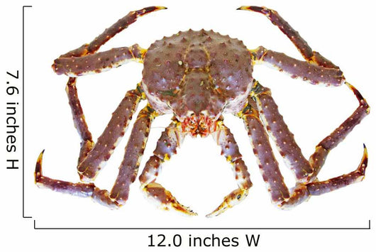King Crab Wall Decal