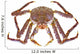 King Crab Wall Decal